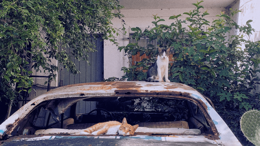 A mis amigos&nbsp;machistas: