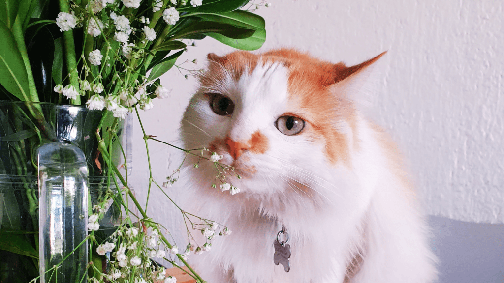 Las ventajas de tener un crush con el que nunca pasará&nbsp;nada