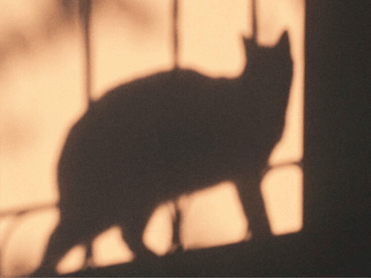 Un hueco en el corazón en forma de&nbsp;gato