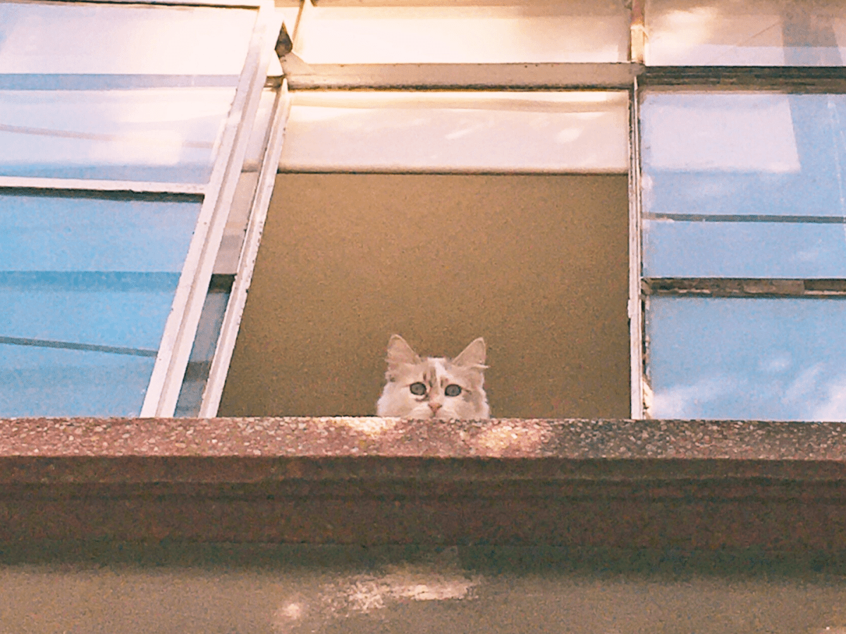 El discreto triunfo de las&nbsp;introvertidas